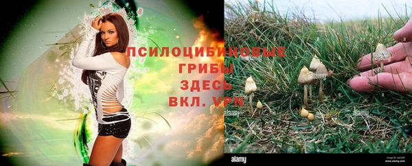 крисы Баксан